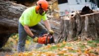 Tongva Tree Removal Solutions image 1